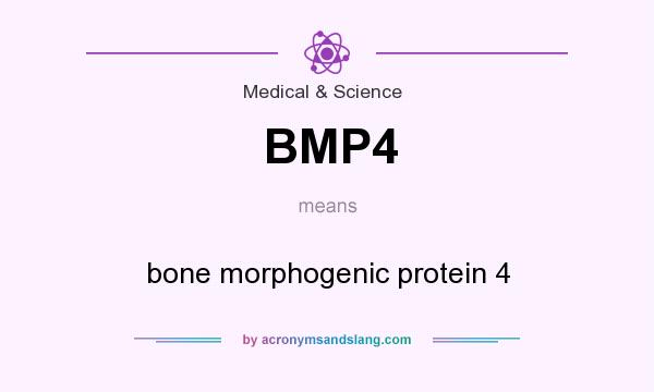 What does BMP4 mean? It stands for bone morphogenic protein 4