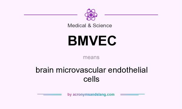 What does BMVEC mean? It stands for brain microvascular endothelial cells