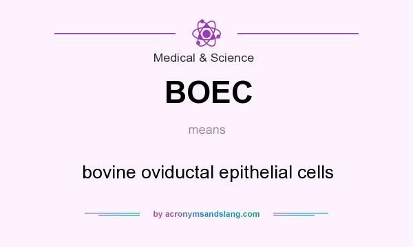 What does BOEC mean? It stands for bovine oviductal epithelial cells