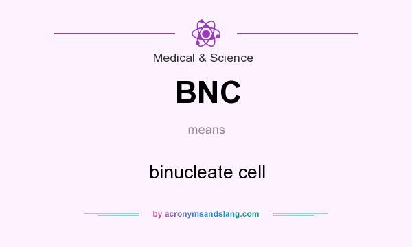 What does BNC mean? It stands for binucleate cell