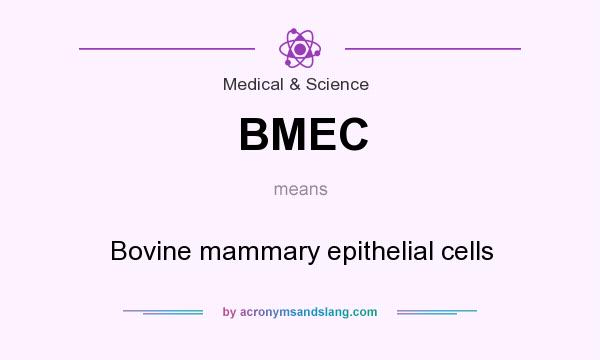 What does BMEC mean? It stands for Bovine mammary epithelial cells