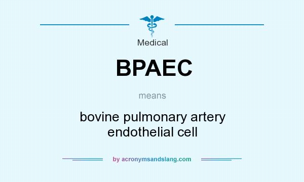 What does BPAEC mean? It stands for bovine pulmonary artery endothelial cell