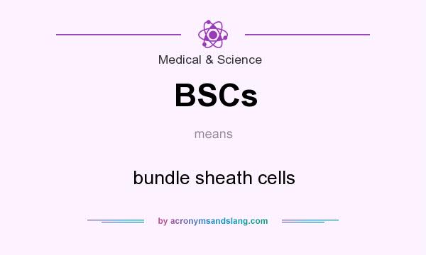What does BSCs mean? It stands for bundle sheath cells