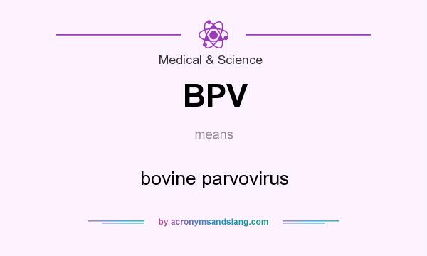 What does BPV mean? It stands for bovine parvovirus