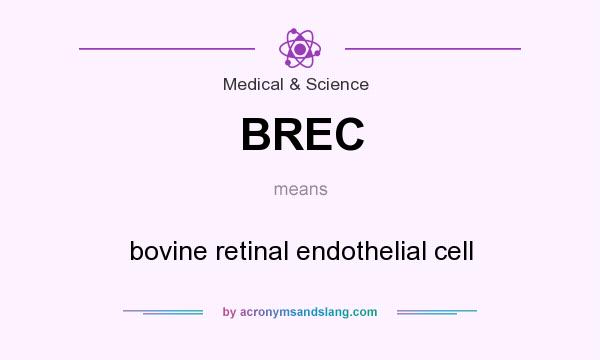 What does BREC mean? It stands for bovine retinal endothelial cell