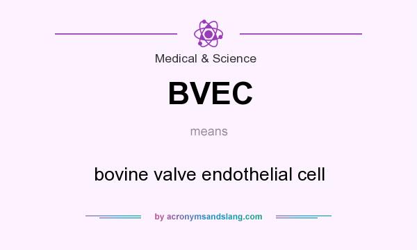 What does BVEC mean? It stands for bovine valve endothelial cell