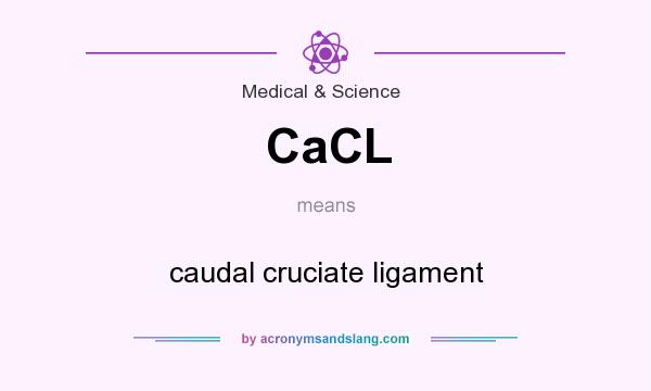 What does CaCL mean? It stands for caudal cruciate ligament