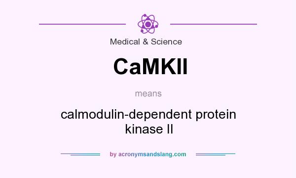 What does CaMKII mean? It stands for calmodulin-dependent protein kinase II