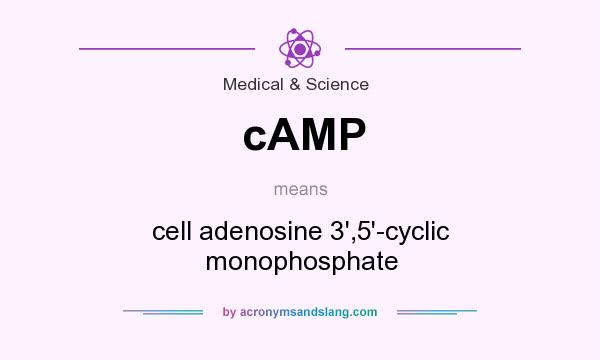 What does cAMP mean? It stands for cell adenosine 3`,5`-cyclic monophosphate