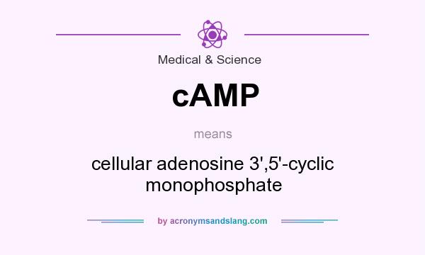 What does cAMP mean? It stands for cellular adenosine 3`,5`-cyclic monophosphate