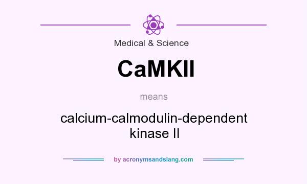 What does CaMKII mean? It stands for calcium-calmodulin-dependent kinase II