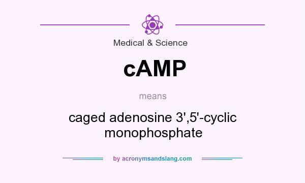 What does cAMP mean? It stands for caged adenosine 3`,5`-cyclic monophosphate