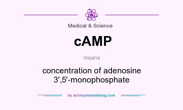 What does cAMP mean? It stands for concentration of adenosine 3`,5`-monophosphate