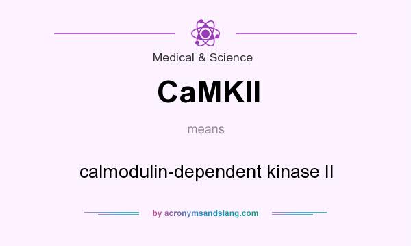 What does CaMKII mean? It stands for calmodulin-dependent kinase II