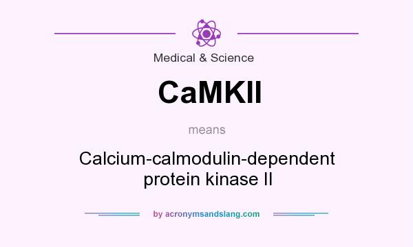 What does CaMKII mean? It stands for Calcium-calmodulin-dependent protein kinase II