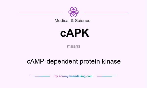 What does cAPK mean? It stands for cAMP-dependent protein kinase