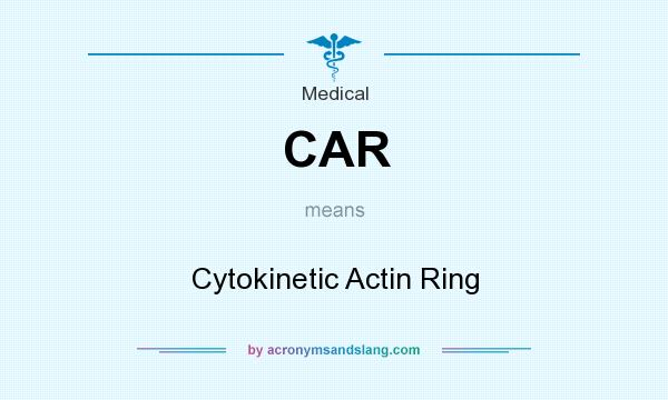 What does CAR mean? It stands for Cytokinetic Actin Ring