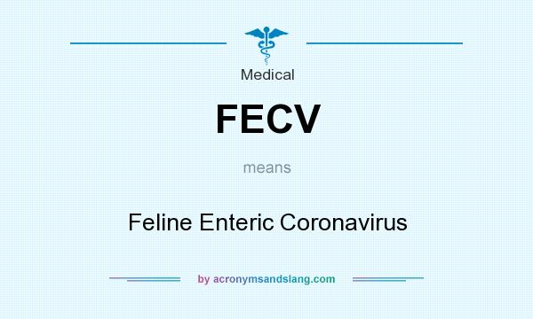What does FECV mean? It stands for Feline Enteric Coronavirus