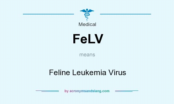 What does FeLV mean? It stands for Feline Leukemia Virus