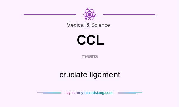 What does CCL mean? It stands for cruciate ligament