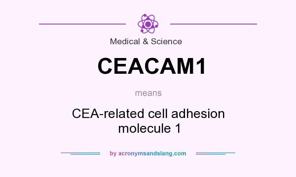 What does CEACAM1 mean? It stands for CEA-related cell adhesion molecule 1