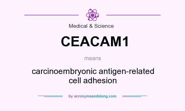 What does CEACAM1 mean? It stands for carcinoembryonic antigen-related cell adhesion