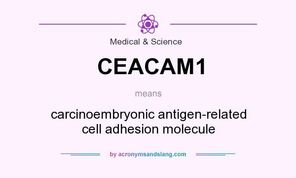 What does CEACAM1 mean? It stands for carcinoembryonic antigen-related cell adhesion molecule