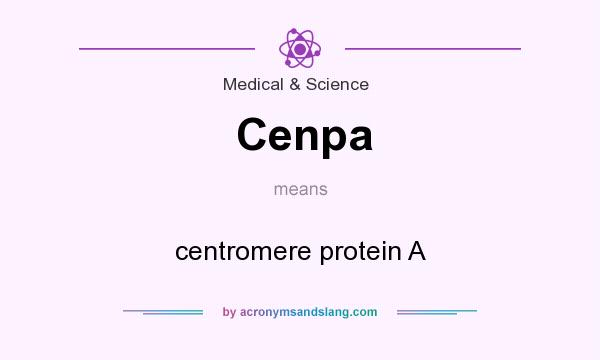 What does Cenpa mean? It stands for centromere protein A