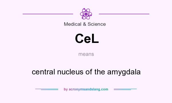 What does CeL mean? It stands for central nucleus of the amygdala