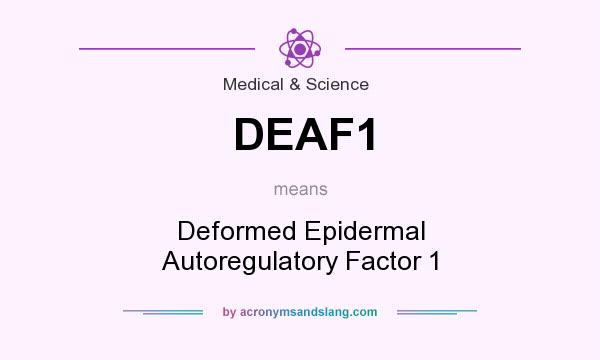 What does DEAF1 mean? It stands for Deformed Epidermal Autoregulatory Factor 1