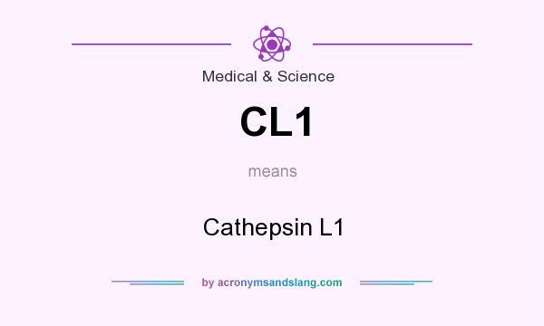 What does CL1 mean? It stands for Cathepsin L1