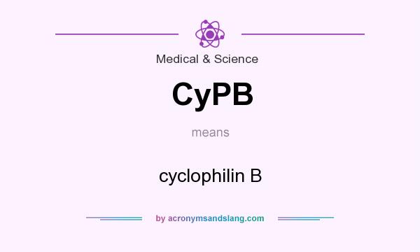 What does CyPB mean? It stands for cyclophilin B