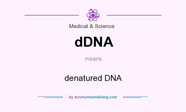 What does dDNA mean? It stands for denatured DNA