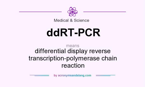 What does ddRT-PCR mean? It stands for differential display reverse transcription-polymerase chain reaction