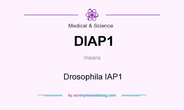 What does DIAP1 mean? It stands for Drosophila IAP1
