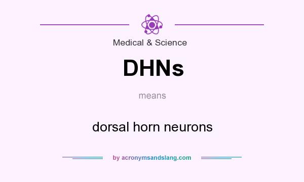 What does DHNs mean? It stands for dorsal horn neurons
