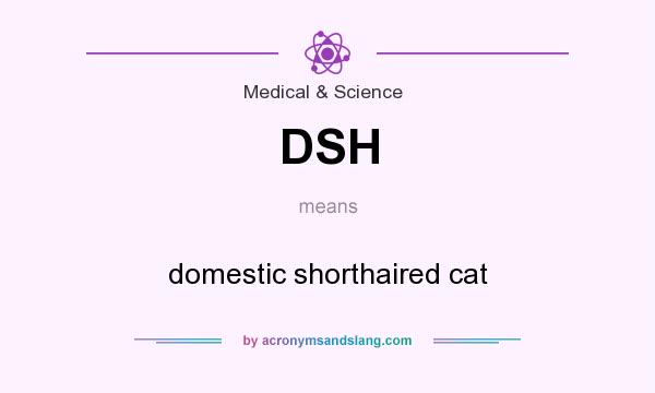 What does DSH mean? It stands for domestic shorthaired cat
