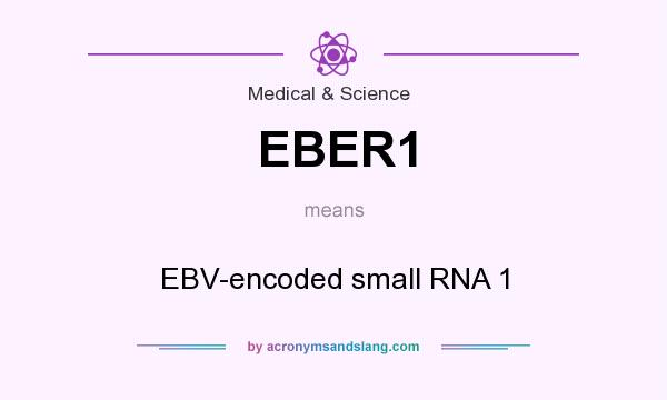 What does EBER1 mean? It stands for EBV-encoded small RNA 1