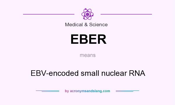 What does EBER mean? It stands for EBV-encoded small nuclear RNA