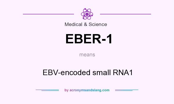 What does EBER-1 mean? It stands for EBV-encoded small RNA1