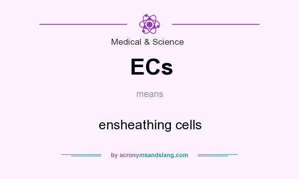 What does ECs mean? It stands for ensheathing cells