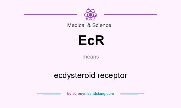 What does EcR mean? It stands for ecdysteroid receptor