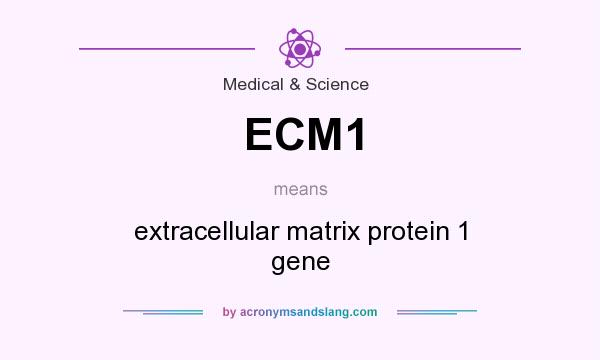 What does ECM1 mean? It stands for extracellular matrix protein 1 gene