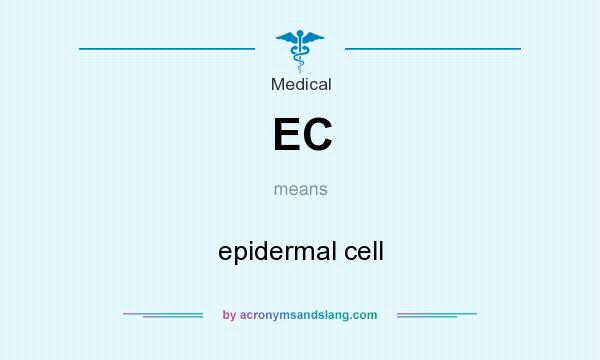 What does EC mean? It stands for epidermal cell