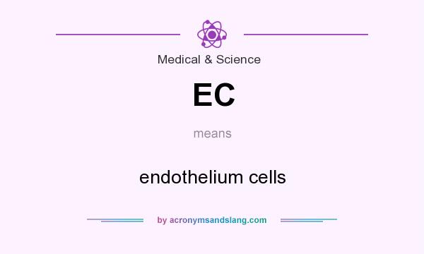 What does EC mean? It stands for endothelium cells