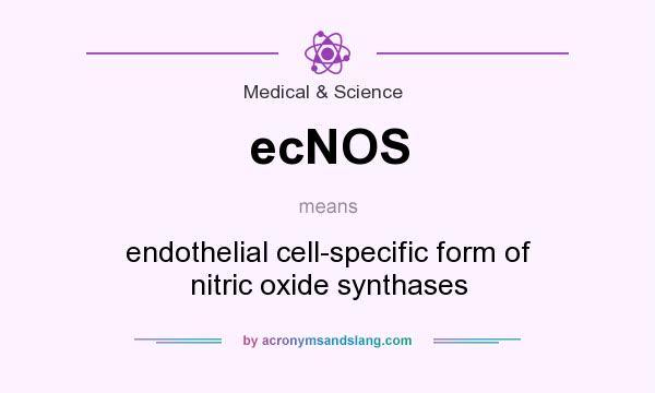 What does ecNOS mean? It stands for endothelial cell-specific form of nitric oxide synthases
