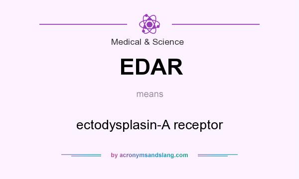 What does EDAR mean? It stands for ectodysplasin-A receptor