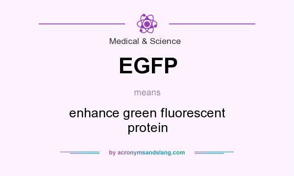 What does EGFP mean? It stands for enhance green fluorescent protein