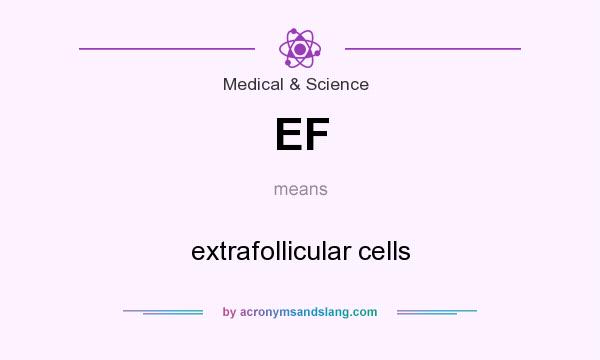 What does EF mean? It stands for extrafollicular cells