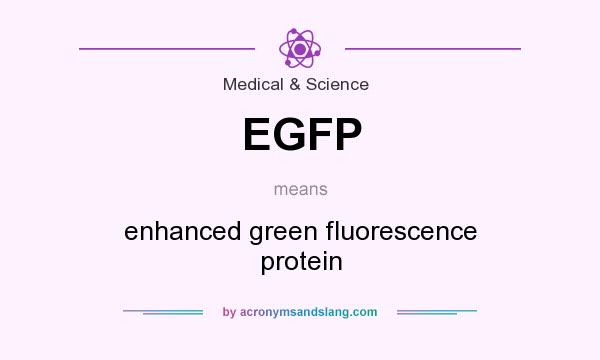 What does EGFP mean? It stands for enhanced green fluorescence protein